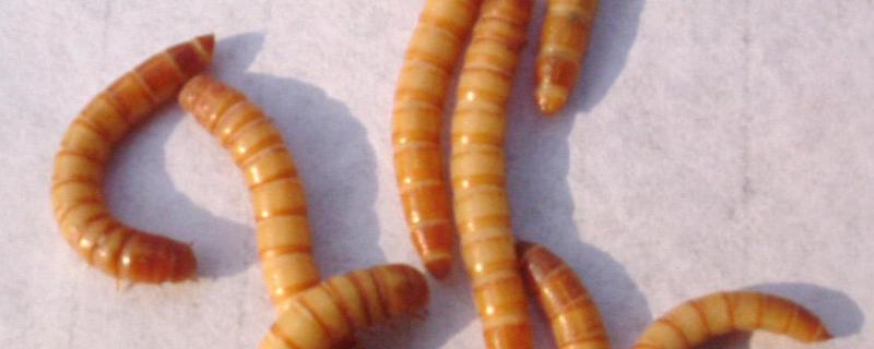 黄粉虫吃什么长得最快，黄粉虫是益虫还是害虫