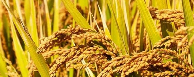 水稻谷粒的结构，水稻谷粒是种子还是果实