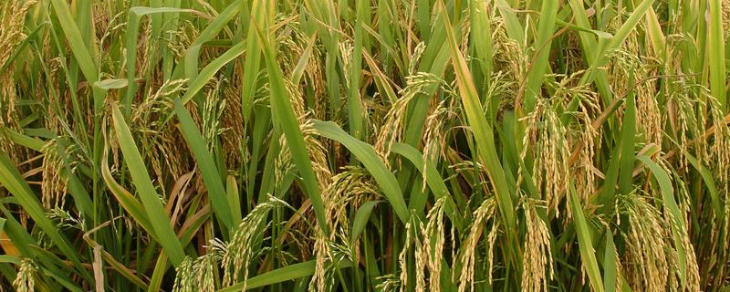 单季稻和双季稻的区别，单季稻什么时候播种