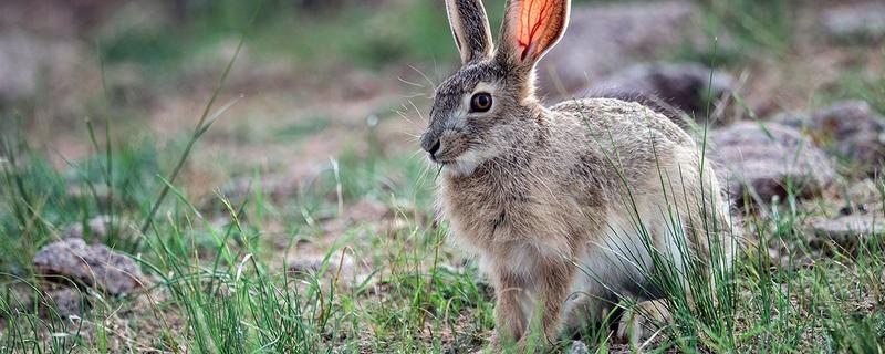 10月份野兔一般在什么地方活动，野兔吃什么