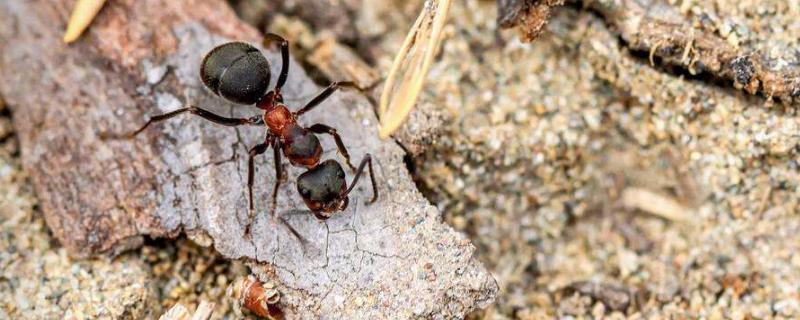 红火蚁的繁殖季节，红火蚁咬人吗