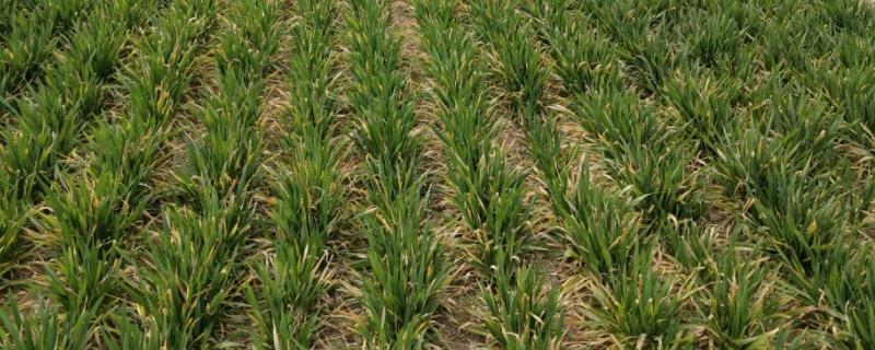 寒露麦子播种量下多少种子，麦子什么时候收割