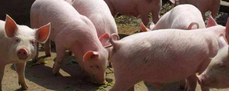猪流感引起猪不吃东西怎么办，是什么原因引起的
