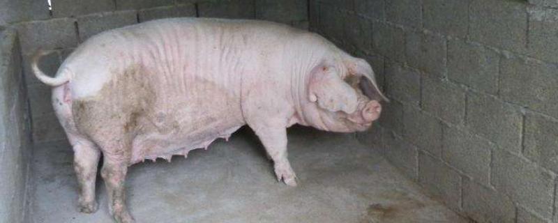 母猪一般静立几天，猪静立后多少小时配种