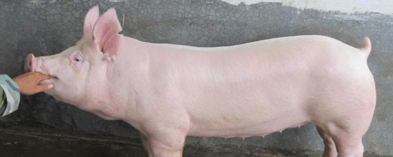 三元猪是什么品种，和二元猪有什么区别