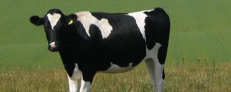 乳用牛的理想体型，乳用牛是指什么牛