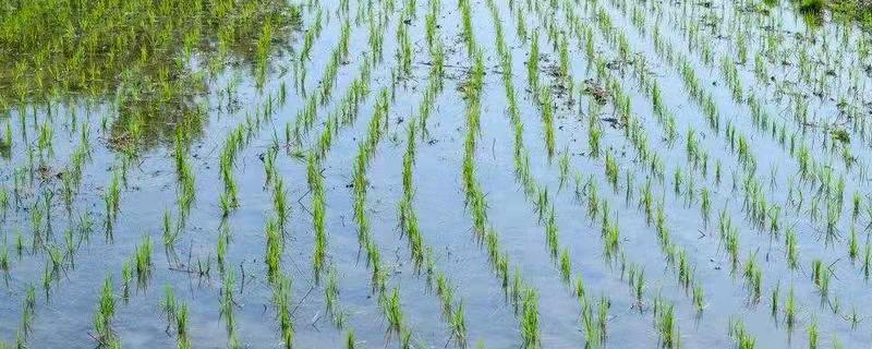 京西稻保护性种植区，京西稻是什么品种