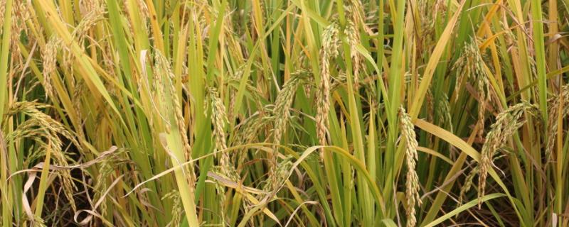 杂交稻和常规稻的区别，杂交稻是什么时候研制成功的