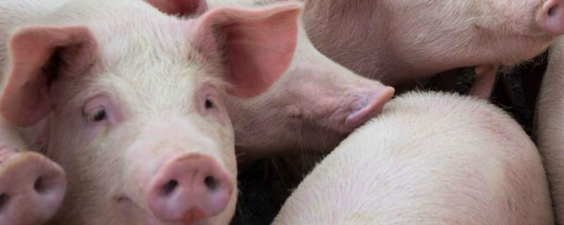养好保育猪的八大要点，保育猪是什么猪