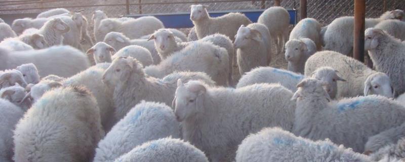 羊主要吃什么食物，喂羊种什么牧草好