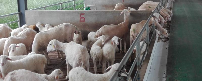 60斤的育肥羊吃多少精料，育肥羊怎么养