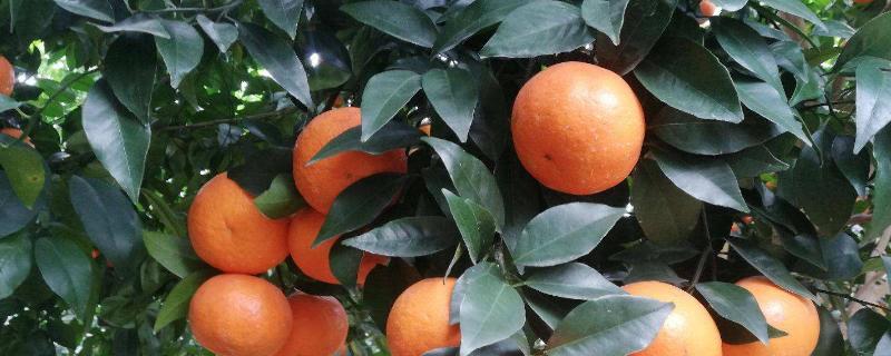 11月份至12月份沃柑管理，沃柑和橙子的区别