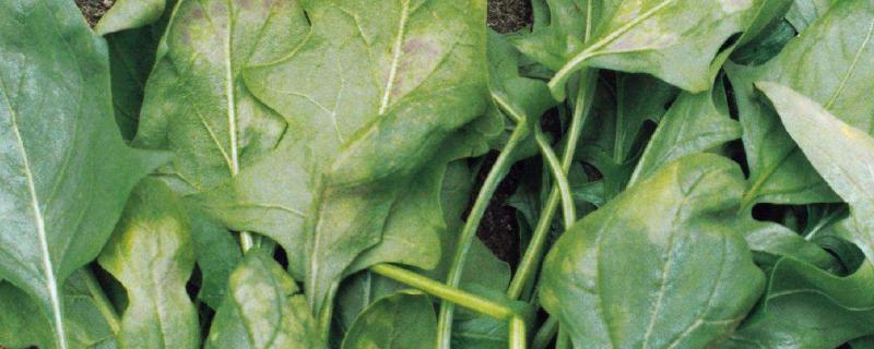 菠菜病害图谱与防治，附种植方法
