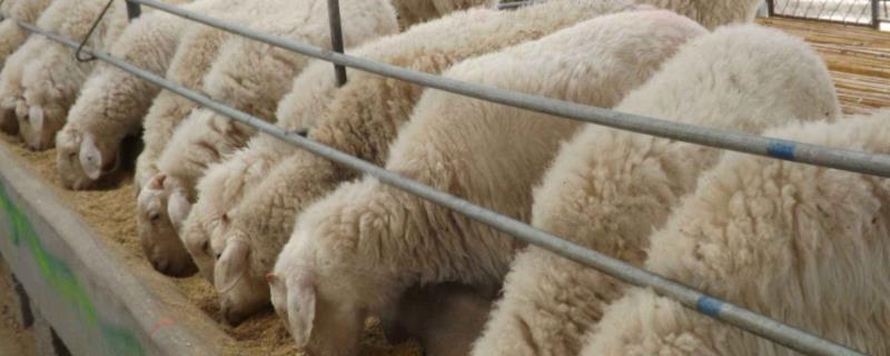100斤活羊出肉率是多少，活羊出肉率如何计算