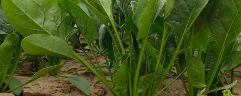 冬菠菜亩产量一般能达到多少，附种植方法