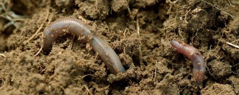 养殖蚯蚓需要什么条件和技术，蚯蚓如何繁殖