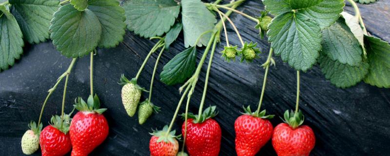 草莓的生长周期，最常见的病症有哪些