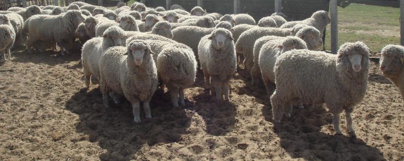 羊一般白天产羔还是夜里产羔，羊快要产羔的症状