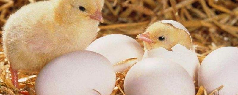 孵小鸡需要公鸡受精吗，孵小鸡的步骤