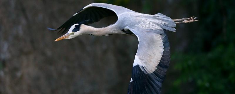 苍鹭和朱鹭的体长，苍鹭是几级保护动物