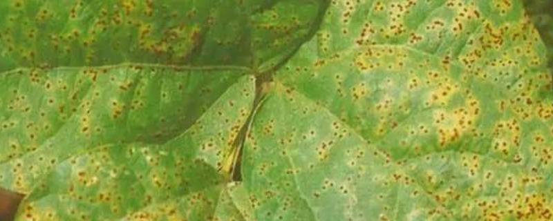 向日葵柄锈菌是细菌吗，是什么原因导致的