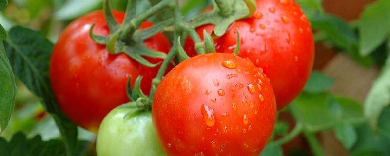 西红柿种植技术与管理，附常见的病虫害