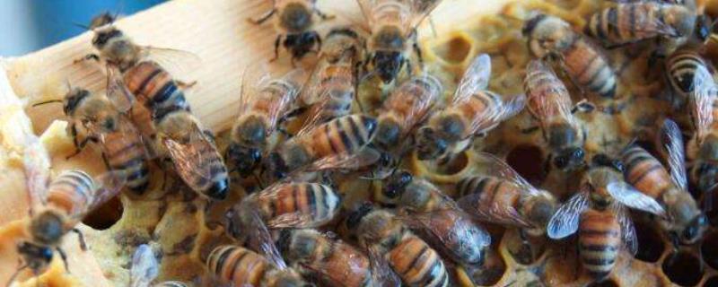 十一月收回来的蜜蜂能养活吗，蜜蜂是如何过冬的