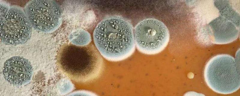 霉菌的繁殖方式，霉菌是什么引起的