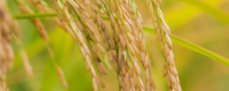 什么叫籼型杂交水稻，籼型杂交水稻的意义