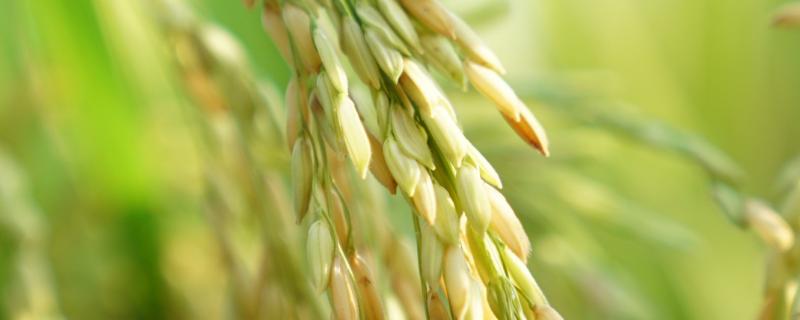 水稻的三性是指什么，水稻的三大病害