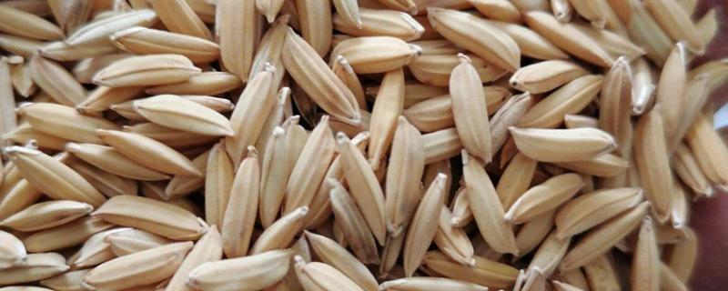 水稻繁殖方法，水稻种子需要消毒吗