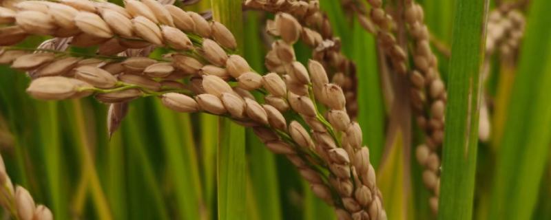 杂交水稻的价值意义，杂交水稻和普通水稻的区别