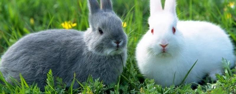 养兔需要具备什么条件，养兔国家有补贴吗