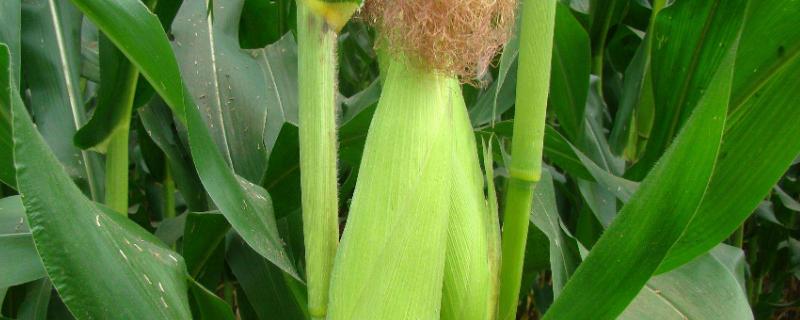 沃玉21玉米品种