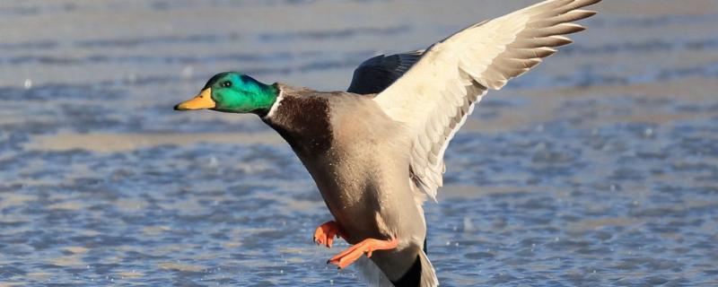 绿头鸭会游泳吗，绿头鸭和普通鸭子有什么区别