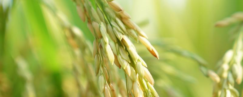 龙粳3013水稻品种来源，附简介