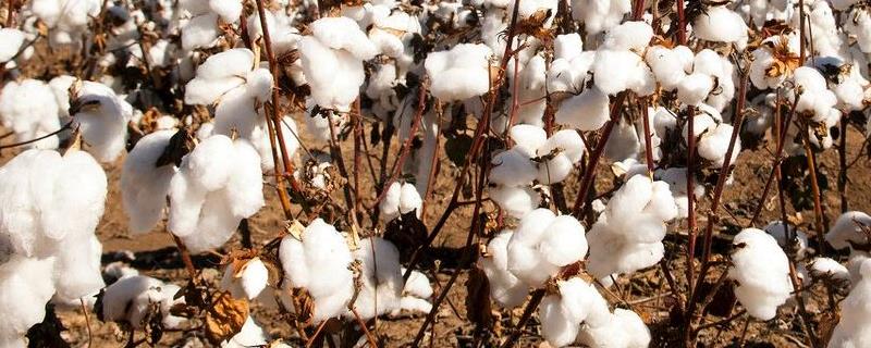 棉花生长周期，棉花适合哪些地区种植