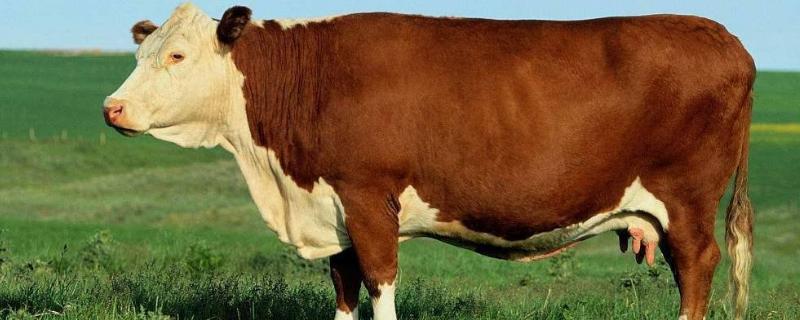 800斤牛一天吃几斤草，牛吃的牧草有哪些品种