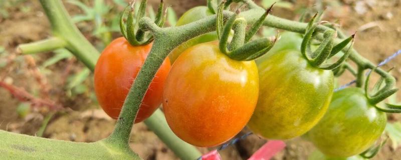 小番茄种植技术和管理技术，小番茄的品种