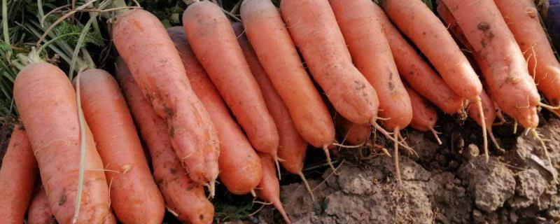 胡萝卜亩产量一般多少斤，附种植方法