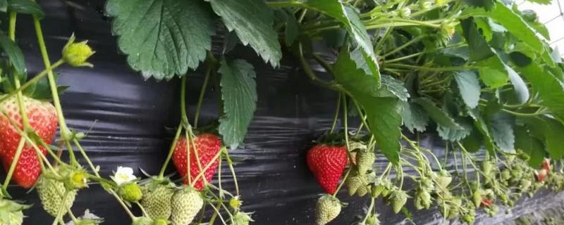 草莓的生长环境和条件