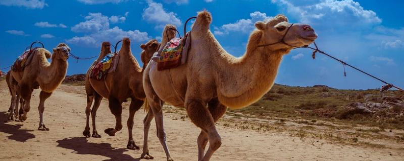 骆驼只有双峰驼一种对吗，骆驼的驼峰有什么作用