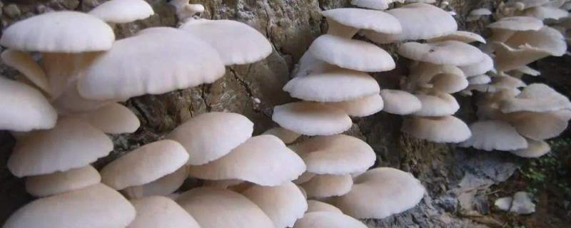 食用菌平菇栽培技术，平菇是碱性食物还是酸性食物