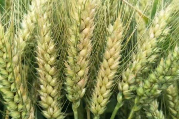 淮麦33小麦品种简介图片