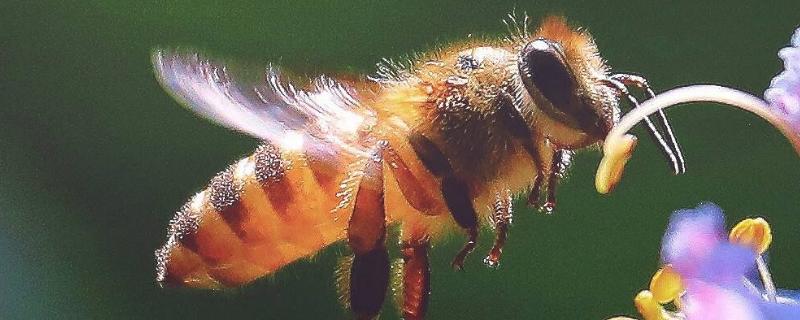 蜜蜂十月到十一月还有花采吗，蜜蜂冬天需要保暖吗