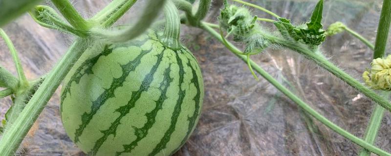 西瓜的生长过程简单介绍，西瓜的品种有哪些