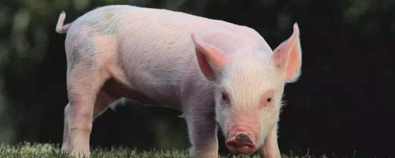 猪最早在什么时代就已经被广泛养殖，附猪的种类