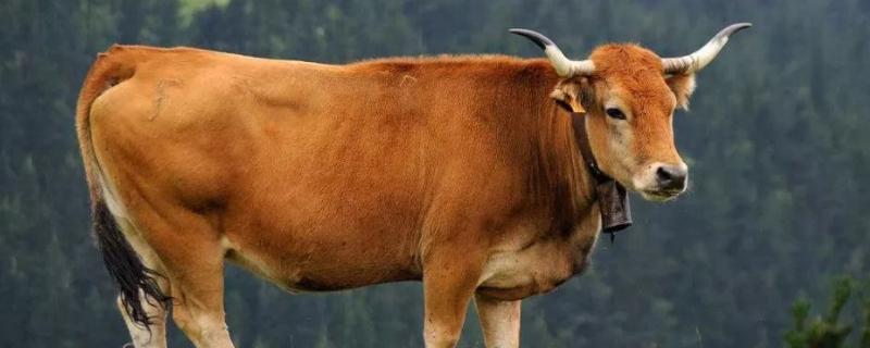 牛过料怎么办牛过料的解决办法，牛过料的症状