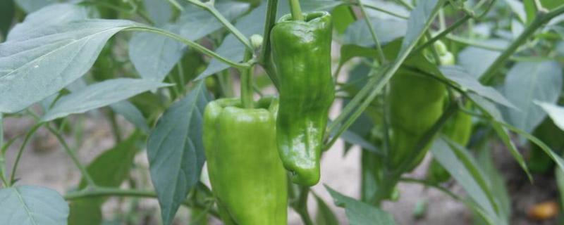 辣椒适合什么土壤种植，附辣椒种植方法