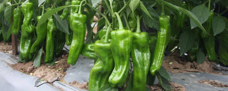 辣椒喜欢酸性还是碱性土壤，为什么需要培土
